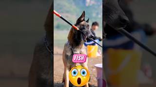 Smart dog amp gentleman fishing technique with fishing hook🤔😱short viralvideo youtubeshorts funny [upl. by Anuahc]