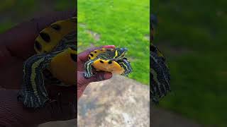 Yellowbellied slider GLOW UP beautiful growth [upl. by Nostaw802]