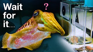 Can this Cuttlefish Pass an Intelligence Test Designed for Children [upl. by Lipski]