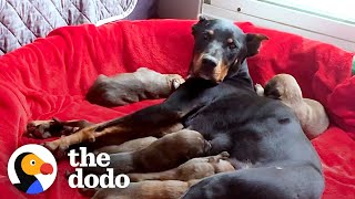 Growling Mama Dog and Her 7 Babies Were Living In A Tent Until…  The Dodo [upl. by Beatty129]