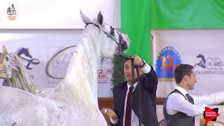 Italian Nationals 2019  Senior Mares Championship [upl. by Feola]