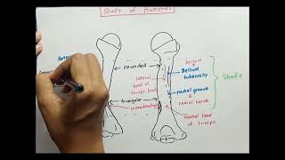 Shaft of Humerus [upl. by Aseel349]