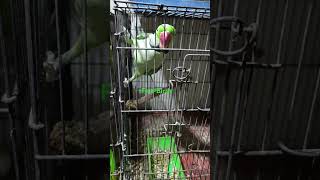 Alexandrine parakeet parrot alexandrineparakeet birds [upl. by Nore]