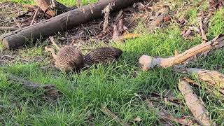 Echidnas mating [upl. by Oakman748]