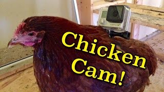 Chicken Cam GoPro mounted to a chicken [upl. by Rambow]