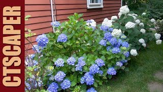 4 HYDRANGEAS IN 4 MINUTES [upl. by Silliw]