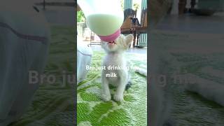 Drinking up his milk with only his 2 lil teeth 😍🐈❤️ cutebabycats adorablefelines [upl. by Naelopan720]