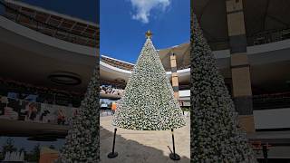 El pino monumental de Paseo Altozano en Morelia 🎄 [upl. by Molahs]