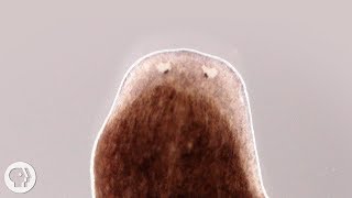 Want a Whole New Body Ask This Flatworm How  Deep Look [upl. by Noed]