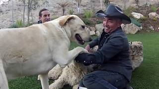 PERRO ATACO CESAR MILLAN ENCANTADOR PERROS  BcnXico77 [upl. by Nisen]