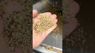 Cleaning Lentils with GCS Grain Cleaning Equipment [upl. by Acinoda]