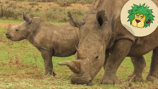 Bei den Nashörnern in Afrika  OLIs Wilde Welt  SWR Kindernetz [upl. by Nelyak]