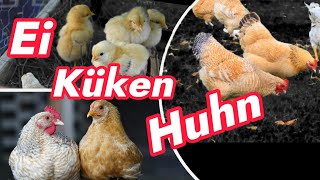 Vom Ei zum Küken zum Huhn  Die Rasse Zwerg Niederrheiner Hühner im eigenen Garten halten F5 [upl. by Attevaj732]