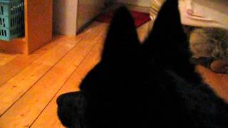 This is what schipperke barking sounds like [upl. by Scevo]