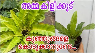 Bird Nest Fern Complete Care  Repotting And Sale… [upl. by Ydurt]