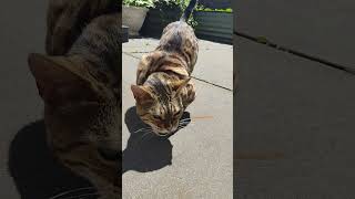 Bengal Cat Spazzing at the Sound of a Stick Hitting the Ground [upl. by Audy]