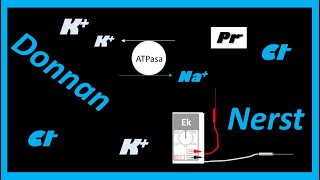 ❤️‍🔥3 en 1 Nerst Donnan y gradientes electroquimicos❤️‍🔥bis [upl. by Llahsram]