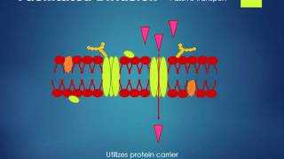 Simple Cell Membrane Transport Anatomy [upl. by Salvay715]