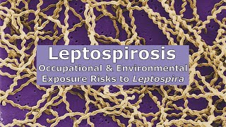 Leptospirosis  Occupational and Environmental Exposure Risks to Leptospira [upl. by Blaise]