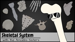 Skeletal System [upl. by Adnaluy]