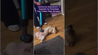 Cachorros Descobrem O Segredo Da Felicidade Nas Coisas Mais Simples [upl. by Lleynad898]