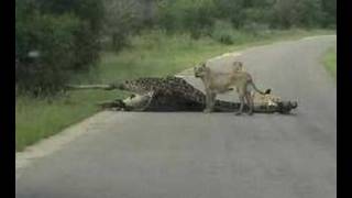 First EVER quotLion KILLS Giraffequot Caught on Tape [upl. by Zea]