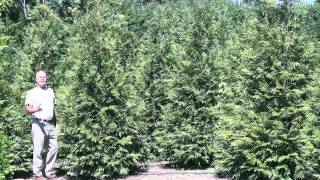 Thuja Green Giants Evergreens for Privacy [upl. by Aleakim675]