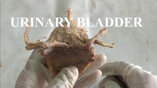 URINARY BLADDER DEMONSTRATION ANATOMY [upl. by Politi]