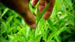 Top 5 Important Medicinal Plants  Tulsi Aloevera Turmeric Asuro Ghodtapre Asiatic Pennywort [upl. by Chae]