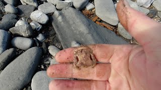 Mudlarking At Lyme Regis [upl. by Maggi]