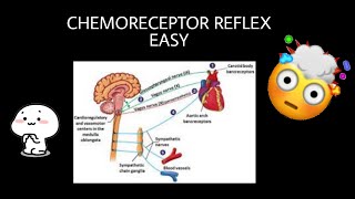 Chemoreceptor reflex explained  Blood Pressure Regulation [upl. by Enywtna170]