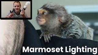 Finger Monkey Lighting Indoors and Outdoors marmoset [upl. by Philana952]