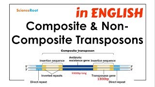 Composite amp NonComposite Transposons  ScienceRoot [upl. by Hubsher]