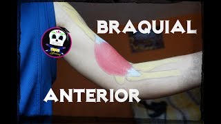 Braquial Anterior Anatomía [upl. by Shoshanna]