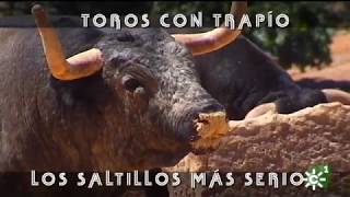 Toros de Saltillo serios y de mayor trapío para la lidia de Ceret Francia  Toros desde Andalucía [upl. by Faust]