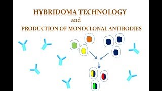 Hybridoma Technology [upl. by Gariepy]