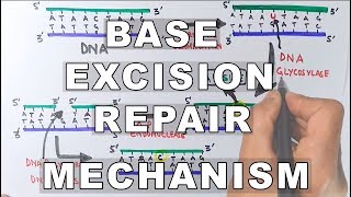 Base Excision Repair  DNA Repair Mechanism [upl. by Nuawad5]