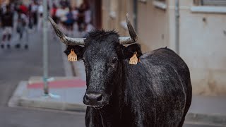 Toros tercera tarde fiestas barrio Villarreal  Toro de calle [upl. by Adieren595]