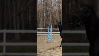 BOING horse wisteria equestrian horseriding cute funny animals trend equine [upl. by Eenram643]