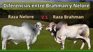 Diferencias entre la raza Brahman y la Nelore ¡Conócelas [upl. by Haye949]