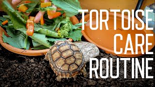 Tortoise Daily Care Routine  Feeding Time [upl. by Enomal]