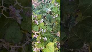 Hardy Tomato Tree Solanum corymbiflora in Sacramento Valley [upl. by Turrell]