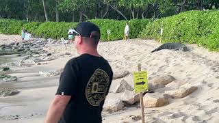 922024 TWO Hawaiian Monk Seals on Secret Beach  one blocks the people path [upl. by Nerraw]