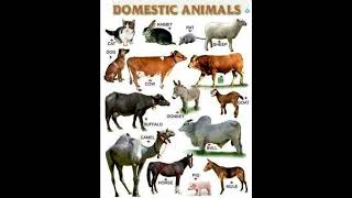 Domestic Animals Names with pictures  English Vocabulary StartFromScratch [upl. by Stratton]