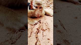 Monkeys actionsRehan Ali viral videofunny automobile cute [upl. by Lilith868]