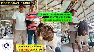 MATERYALES NG BARRERA GOAT FARM GOAT FARMING PHILIPPINESBOER GOAT BREEDERKAMBINGAN SA BATANGAS [upl. by Ttoille]