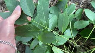 Fraxinus americana white ash [upl. by Stickney]