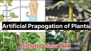 Artificial Propagation of PlantsHow do organisms reproduceBiologyclass10th [upl. by Egamlat]