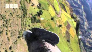 Condor cameraman Birdcam films birdseye view of Andes Earthflight [upl. by Colline81]