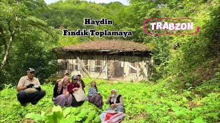 TRABZONDA FINDIK TOPLAMA ZAMANI FINDIK HASADI vlog [upl. by Neyut568]